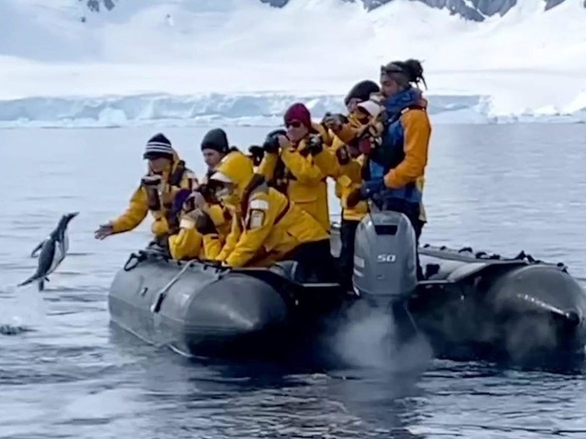 Penguin escapes killer whales- hops onto boat!