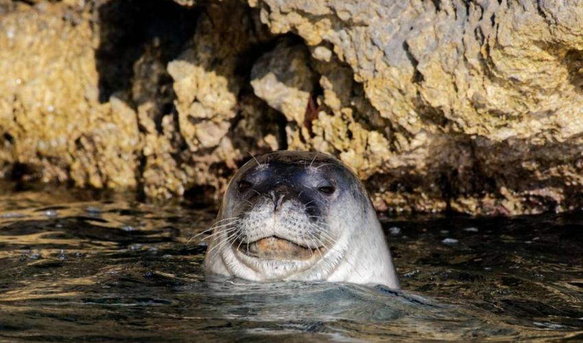 Scientists discovered rarest seal breeding site
