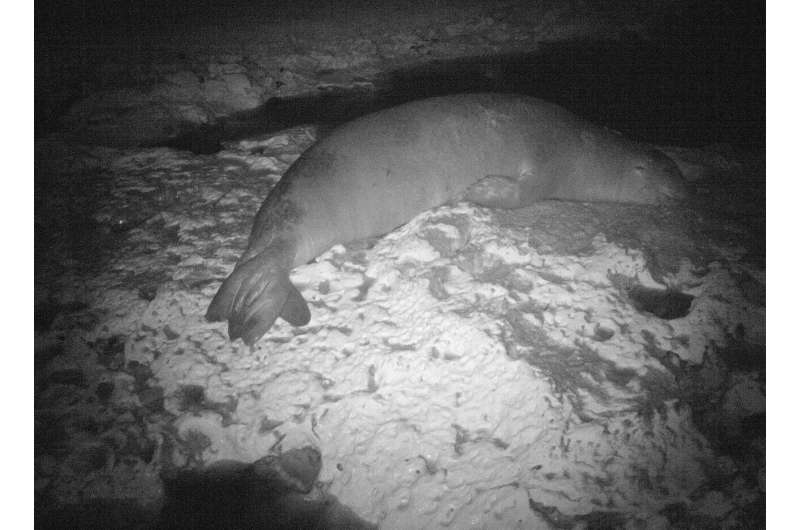 Rarest seal breeding site discovered, learn more from News Without Politics, NWP, animals, science, 
