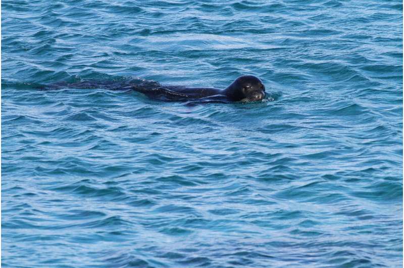 Rarest seal breeding site discovered, learn more from News Without Politics, NWP, animals, science, 