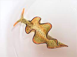 This sea slug's "most extreme" regeneration, learn more, News Without Politics, NWP, science, sea slug