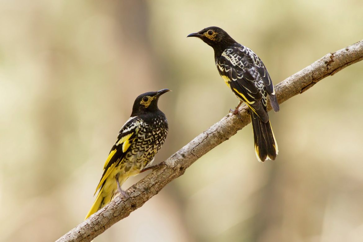 Endangered birds lose their songs- can’t find mates