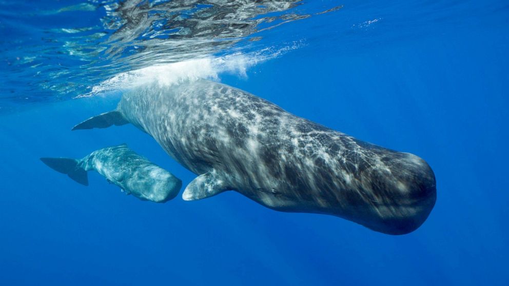 sperm whale News without politics totally unbiased news News without politics News without politics Nonpartisan Non political Unbiased just news without politics just news no politics no politics just news Best unbiased news source News without politics News stories without bias.nonpartisan news