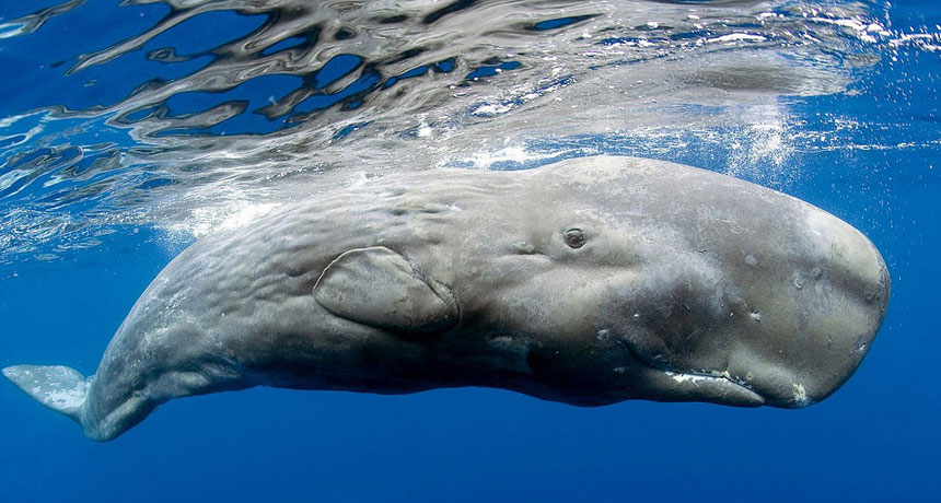 How Sperm Whales Learn and Share  Knowledge