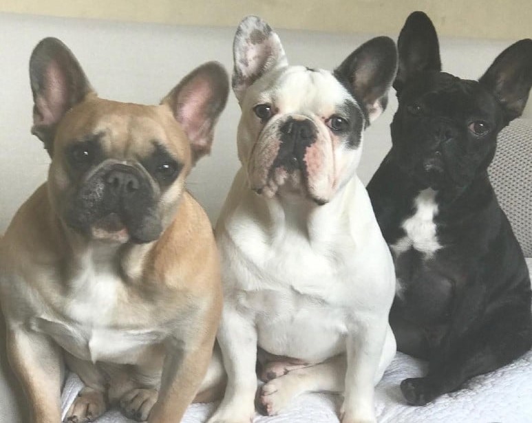 Lady-Gaga-and-her-French bulldogs unbiased news nonpolitical news not about politics nonpartisan news-bulldog 