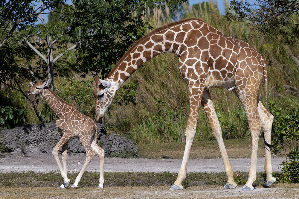 Zoo Miami presents 2 newborn giraffes-same dad