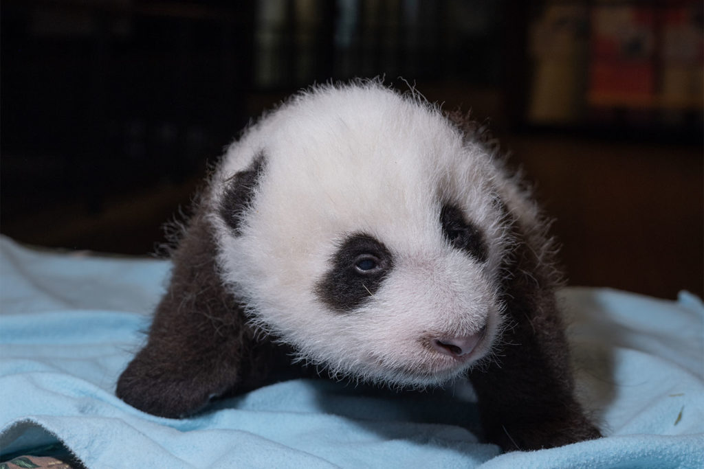 This May: Meet the Baby Panda at National Zoo , learn how to see the cub from News Without Politics, NWP, museum and zoo openings, best news no bias today