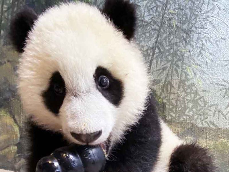 This May: Meet the Baby Panda at National Zoo