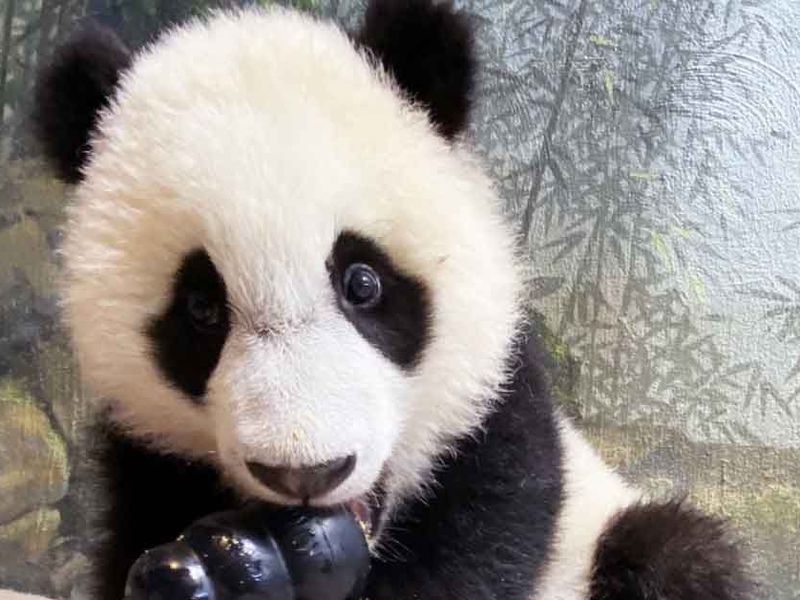 This May: Meet the Baby Panda at National Zoo - News Without Politics