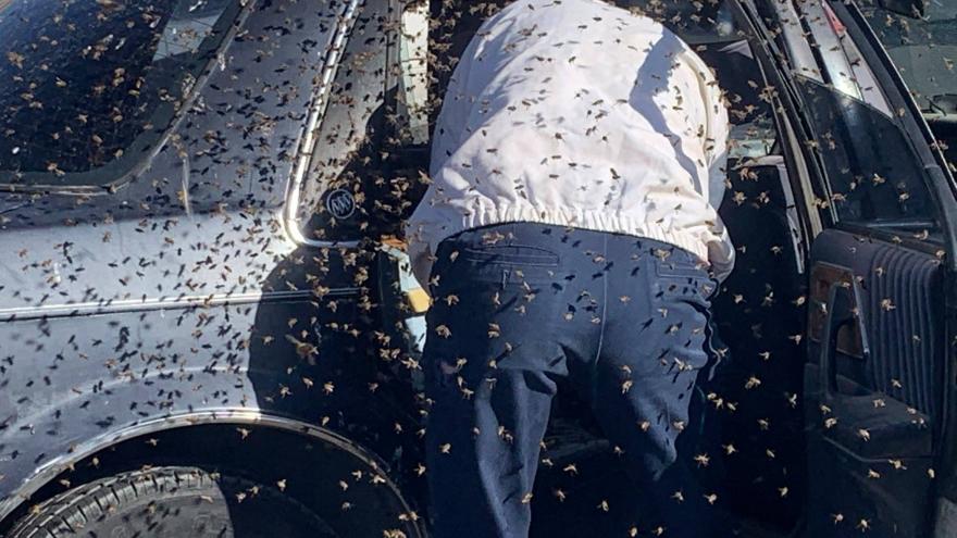 15,000 bees swarm car at parking lot