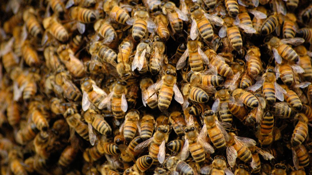 bees in carNews that is totally unbiased-Non Partisan non political news-Unbiased source for information-just news without politics--where can i find news without politics-news other than politics-is any news unbiased-Credible news-credible news source-non partisan news