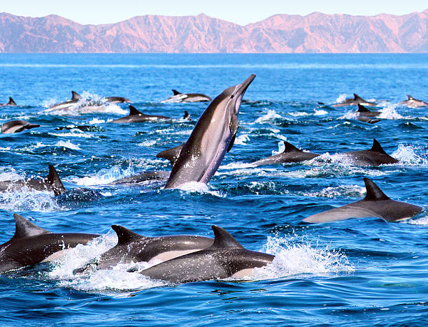 Super pod of dolphins spotted racing along coast