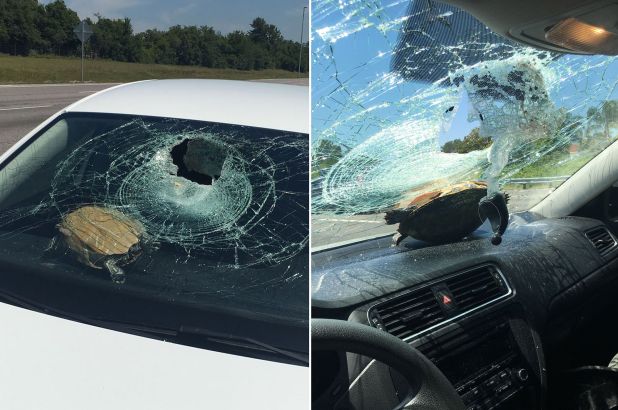 Turtle crashes through windshield- worst luck