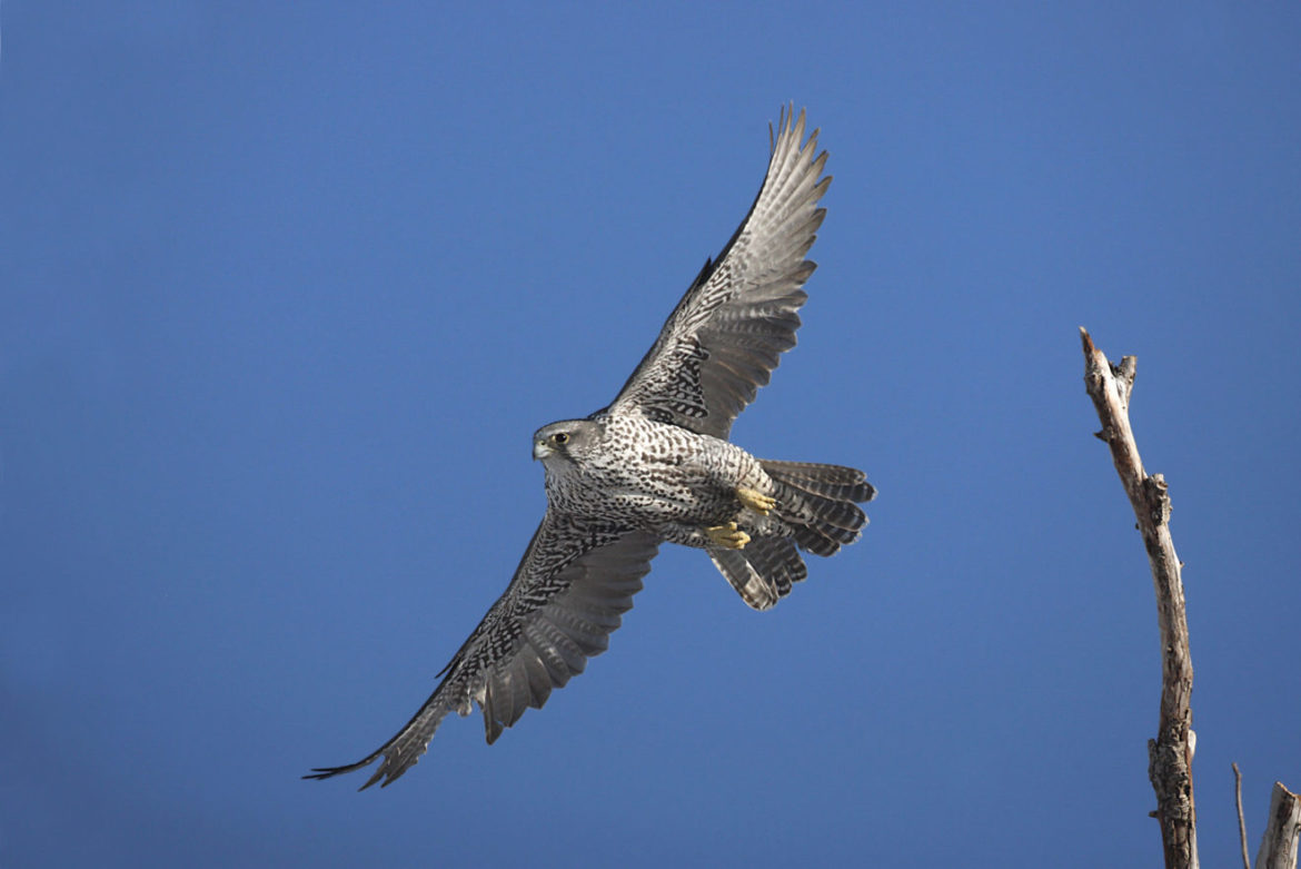 Falcon vs car: amazing test of speed