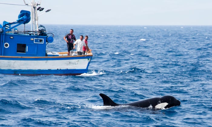 Fishing boat attacked by killer whales near Spain