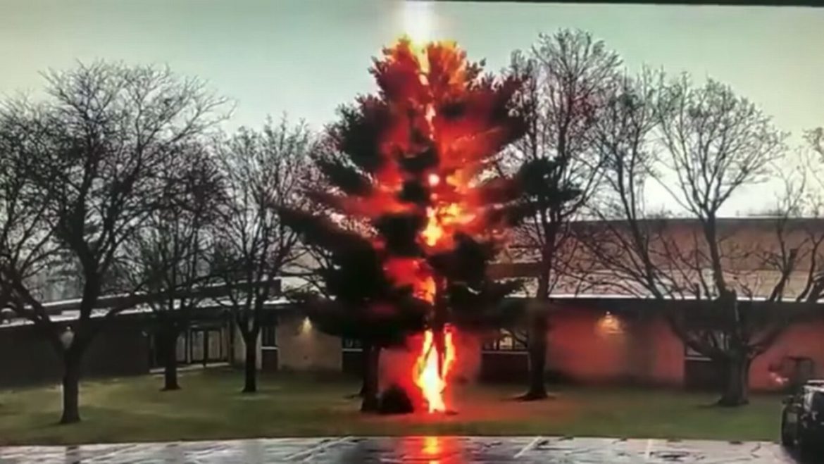 Lightning strike destroys tree