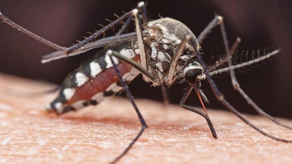 750 million mosquito release begins