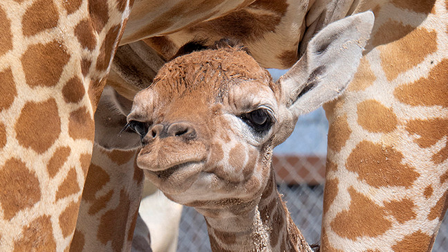Zoo Miami presents 2 newborn giraffes-same dad, follow News Without Politics, NWP, animals, best non political news stories