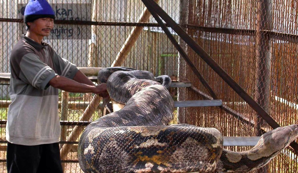 Woman Swallowed Whole By Python*