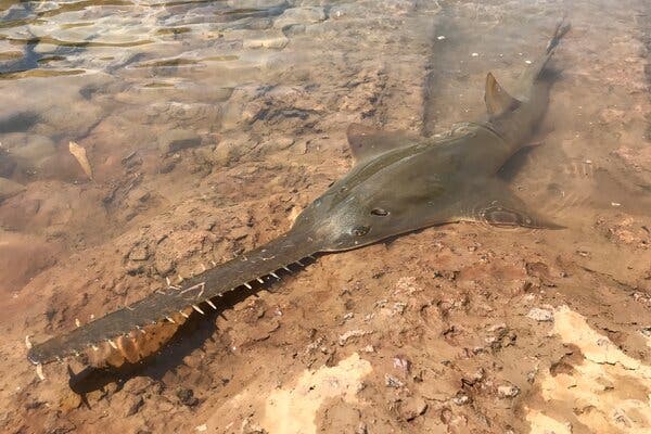 Largest ever recorded sawfish washes up dead