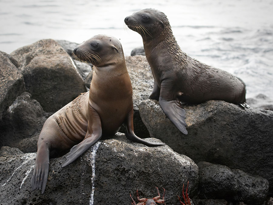 sea lions Bernie Krause’s Great Animal Orchestra, follow News Without Politics site, unbiased news today, arts, animals, soundscapes, music