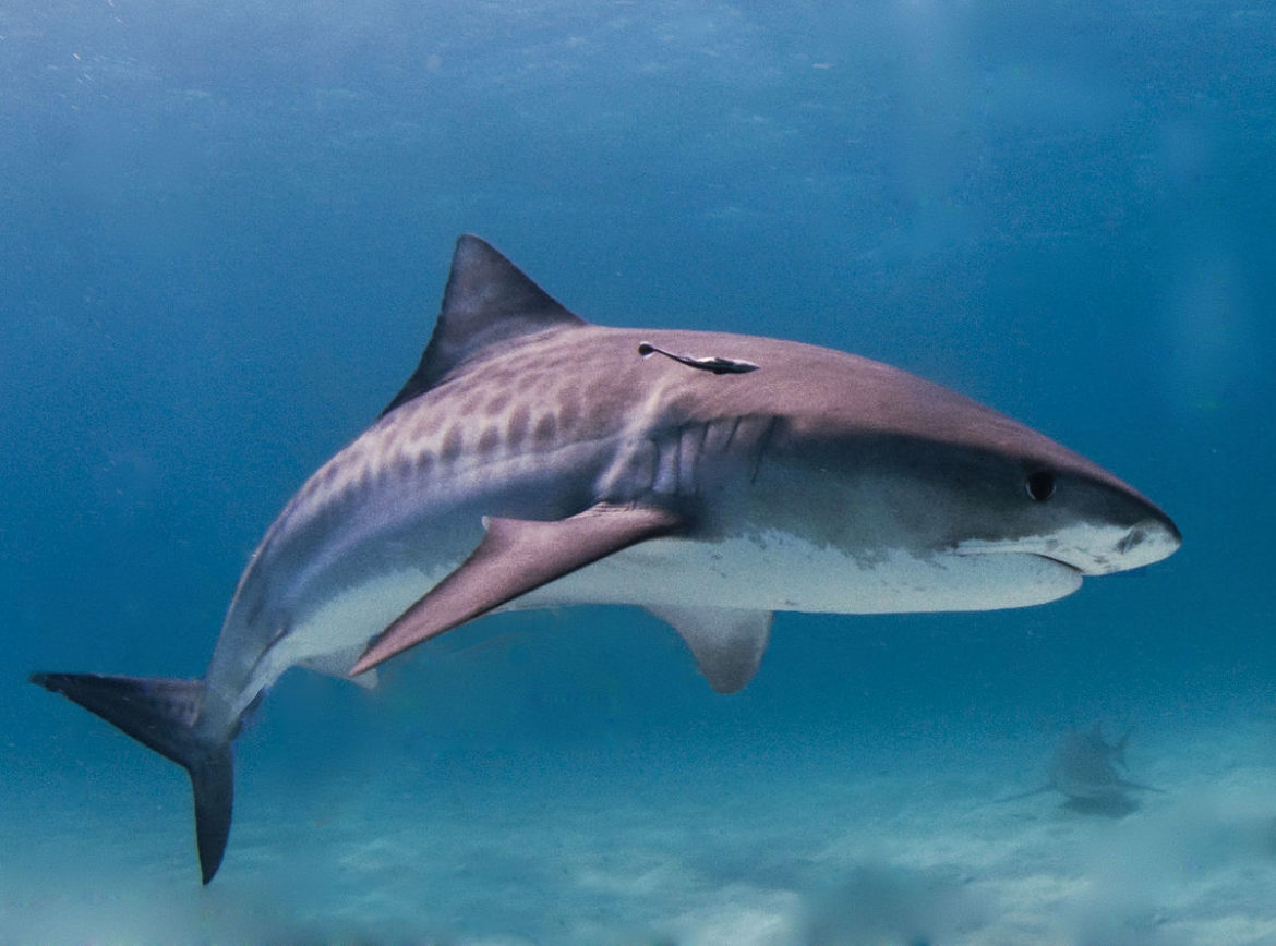 Tiger shark attack off Northwest Coast-Hawaii