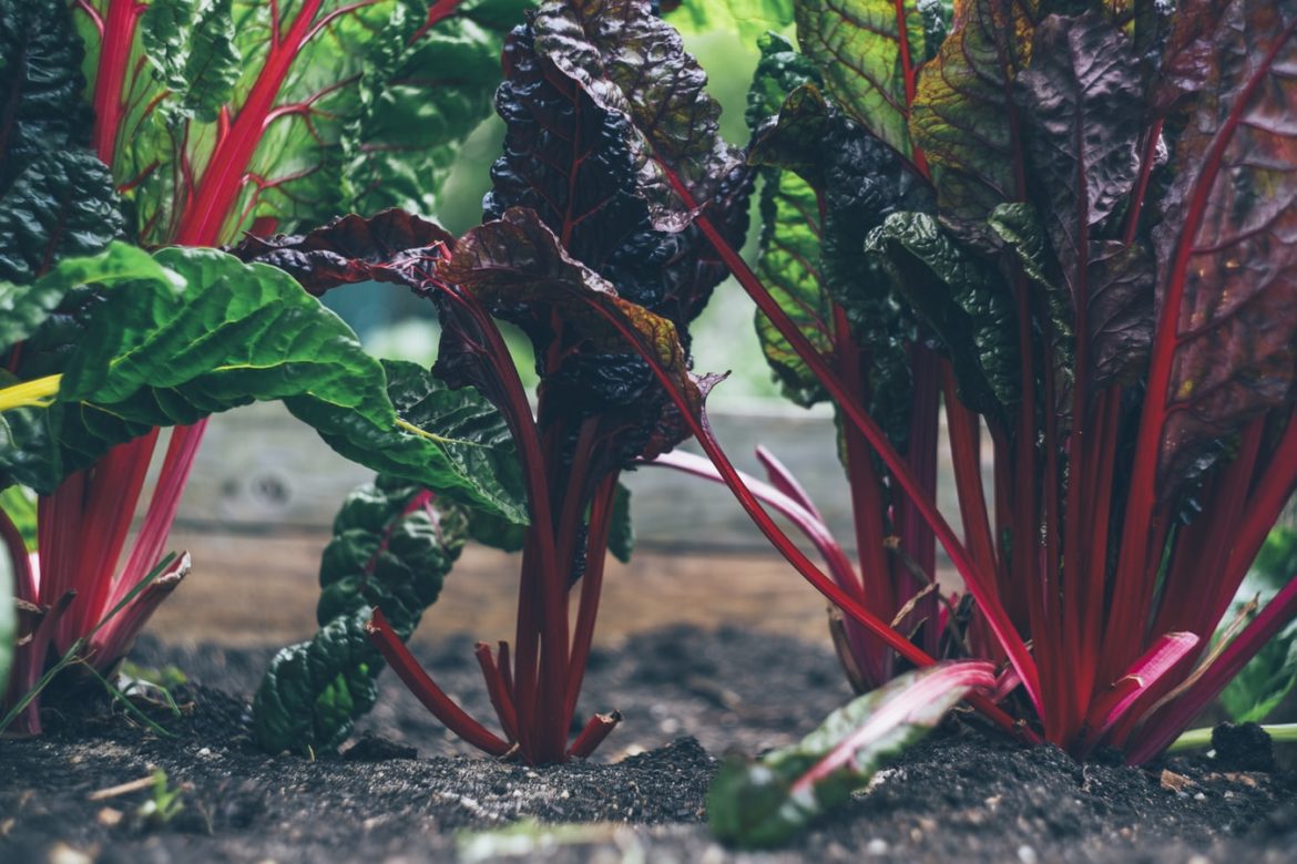 Vegetable Gardening: Everybody’s Doing It!