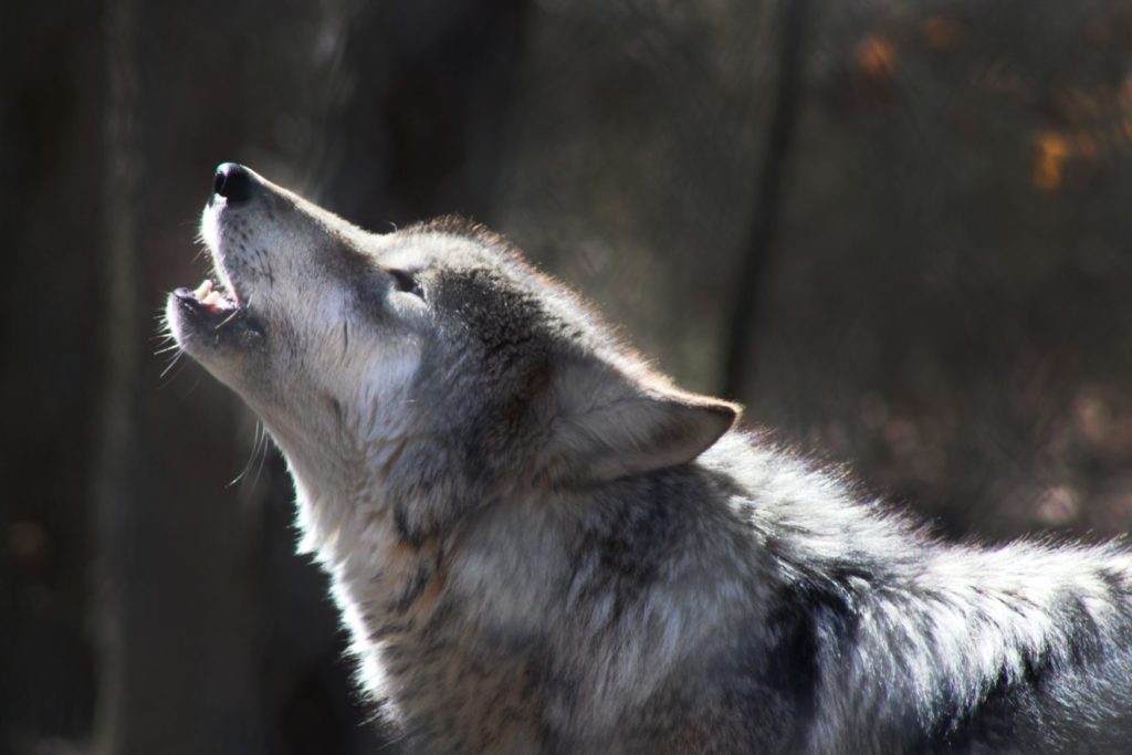 wolf-howling news other than politics-News without media bias-most unbiased news source-most unbiased news source-News without bias-the most unbiased news source-News Without bias-Non political post-News unbiased-