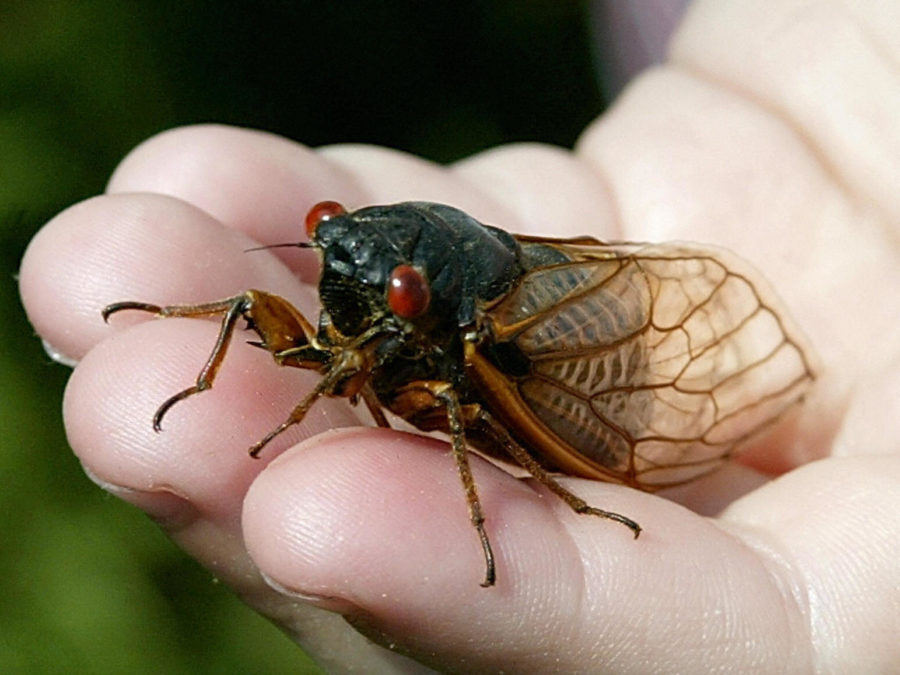 Chocolate covered cicadas! Selling at Maryland candy store…