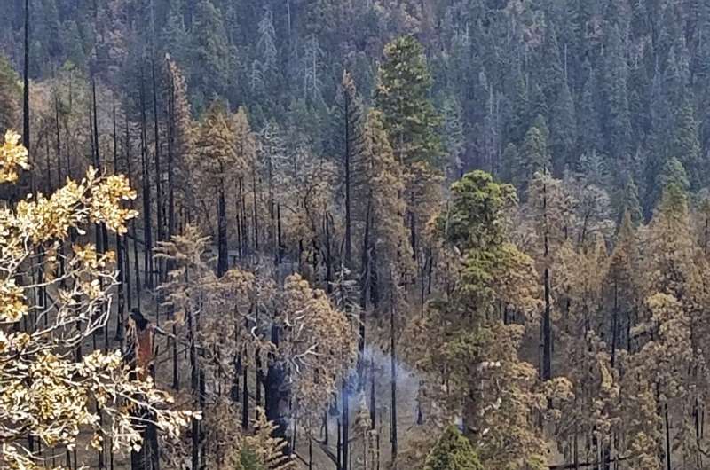 Sequoia tree still smoldering since 2020 wildfires!