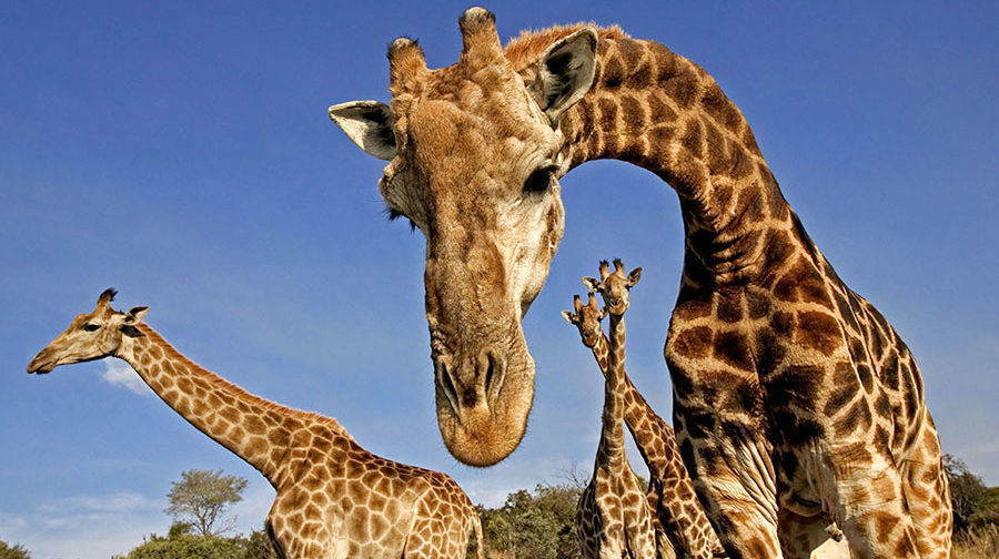 The cardiovascular secrets of giraffes