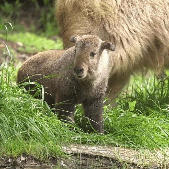 Get a rare glimpse of zoo's golden takin calf, most informative unbiased news stories, News Without Politics, San Diego Zoo, rare animals