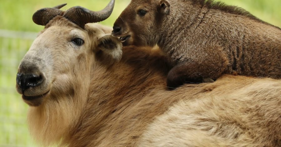 Get a rare glimpse of zoo’s golden takin calf