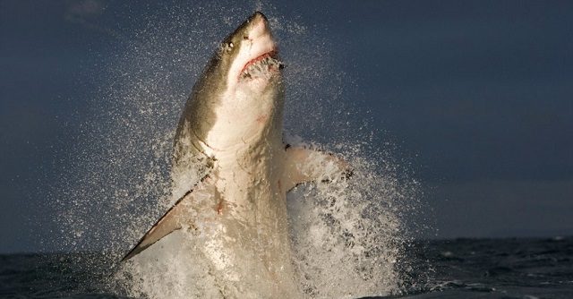 Great White Sharks and Surfers coexist