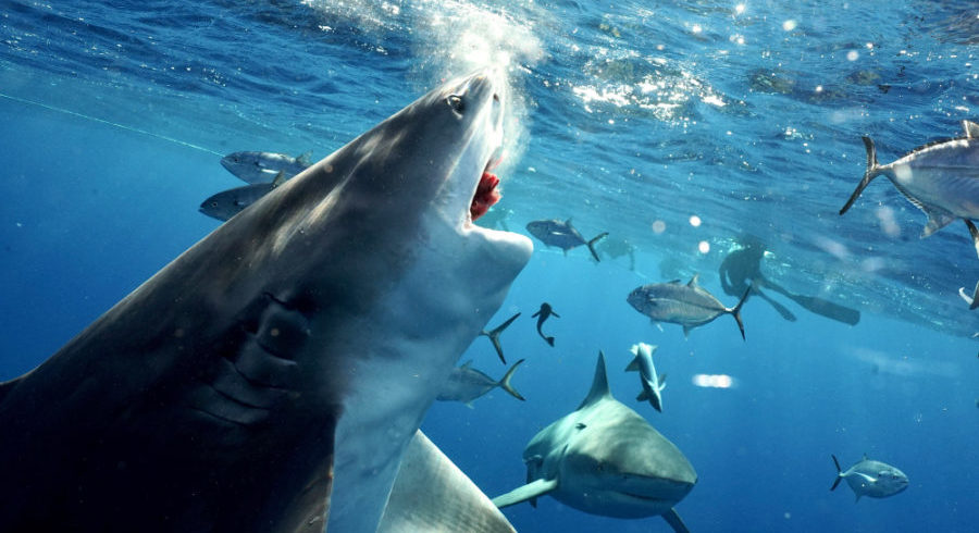 Diver photographs abnormally large bull shark