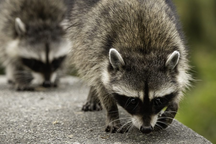 Helicopter to drop vaccines for wildlife