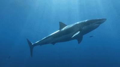 Sharks use Earth’s magnetic field as a GPS