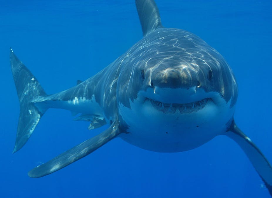 great-white-sharks unbiased news nonpolitical news