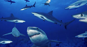 Great white shark population 35% increase