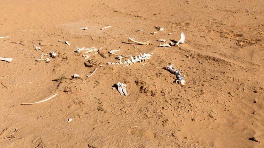 Homeowners found ice age-era skeleton!