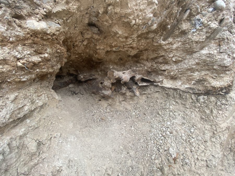 Homeowners found ice age-era skeleton!, follow News Without Politics, Las Vegas, antiquities, amazing no bias news source