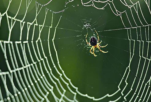 Not sure if you have a spider bite? , learn more from News Without Politics, NWP, spiders, most no bias health and wellness news source