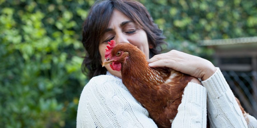 Warning: Stop snuggling with chickens, learn more from News Without Politics, follow us, subscribe, government warning, backyard chickens