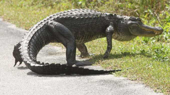 Alligators are encroaching at an alarming rate