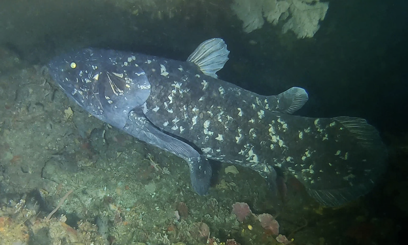 Coelacanth non political nonpartisan news 