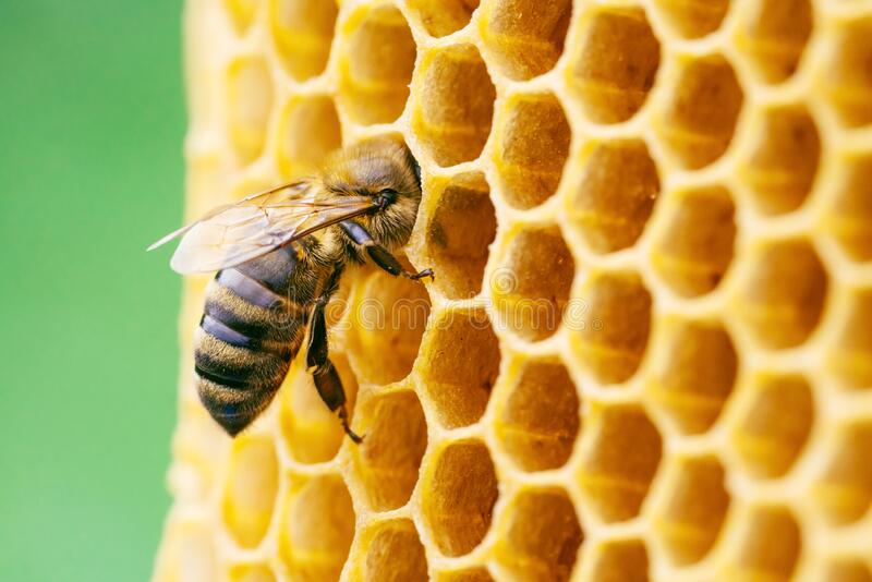 bee keeping News without bias or influence-news without political persuasion-News that is totally unbiased-Non Partisan non political news-Unbiased source for information-just news without politics