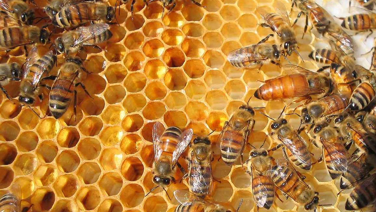 Tech firms increase efficiency in beekeeping