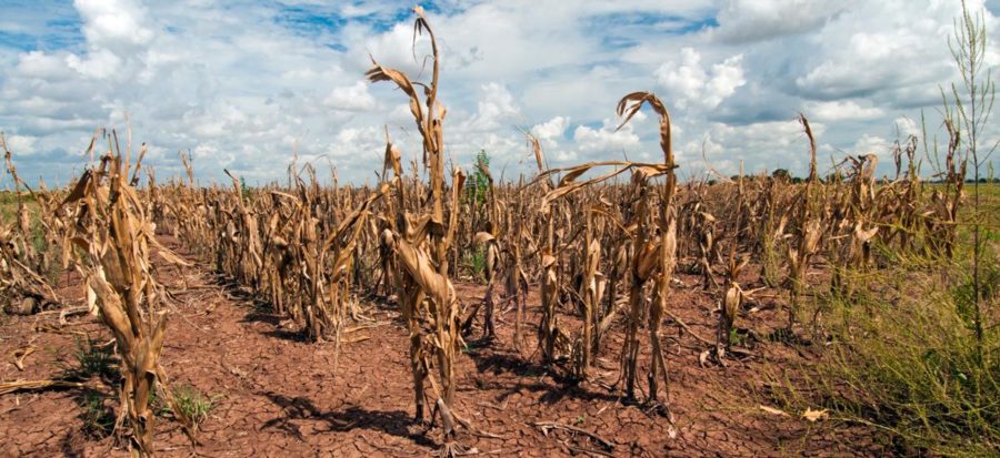 corn drought unbiased news 