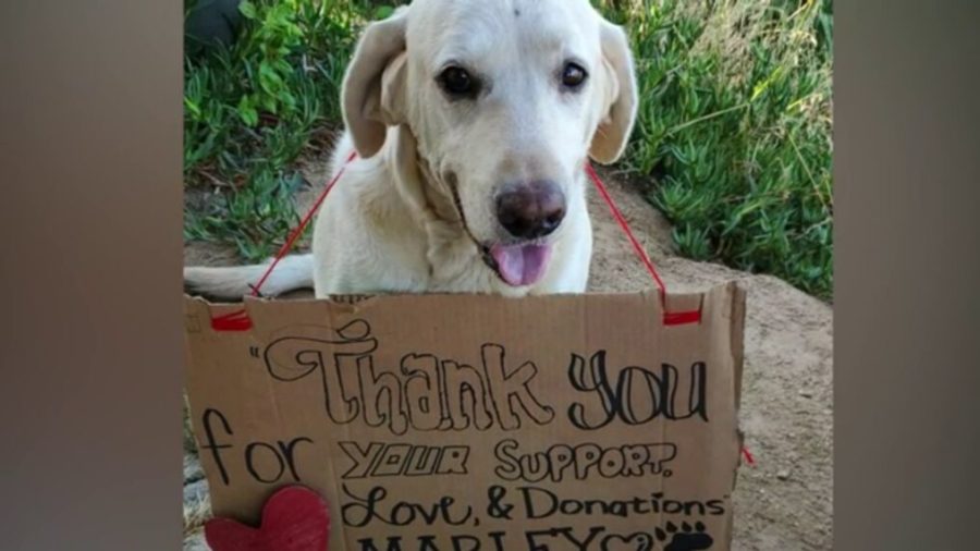 Dog Saves 18-Year-Old From Rattlesnake