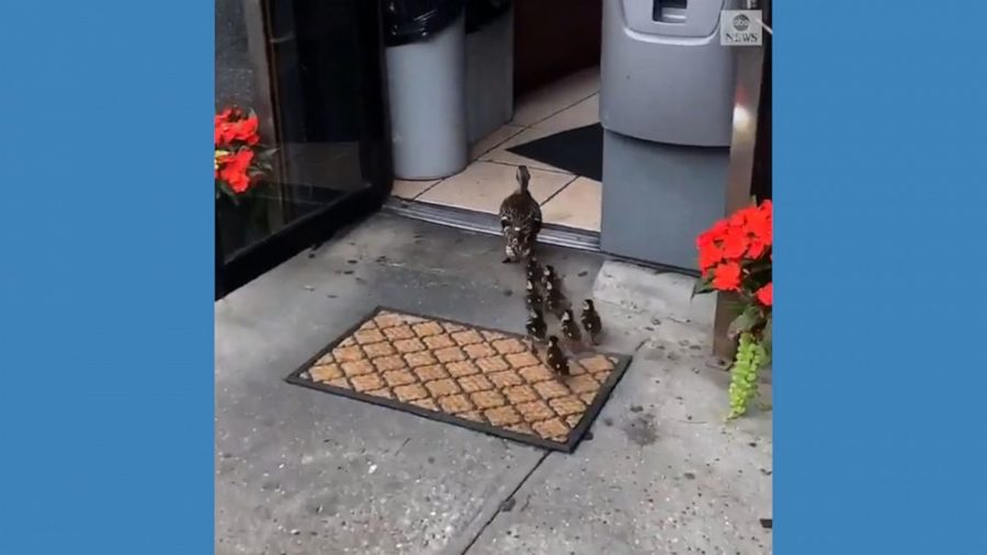 Momma duck and her babies stroll into bagel shop!